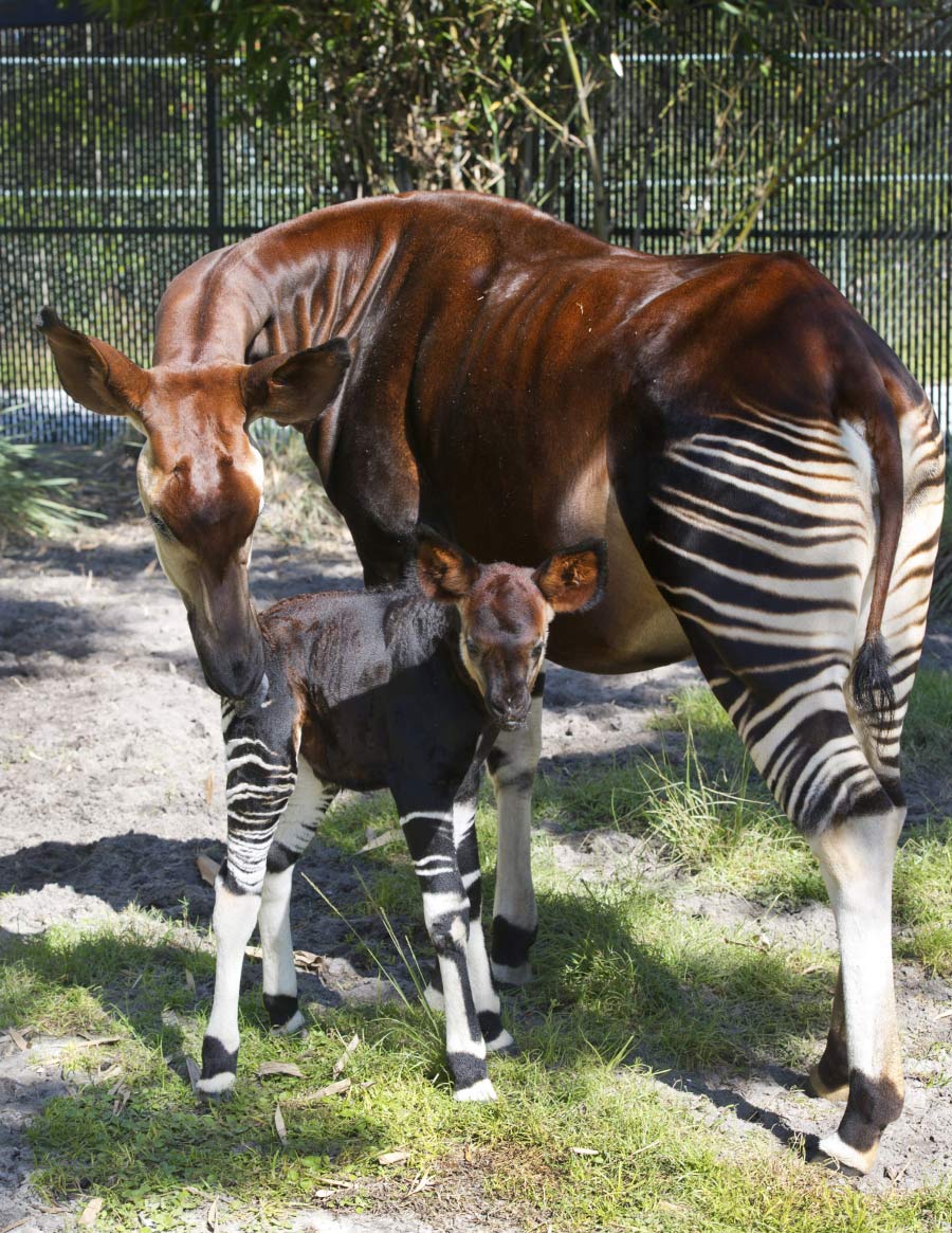 Wildlife Wednesdays: Rare Okapi Born at Disney’s Animal