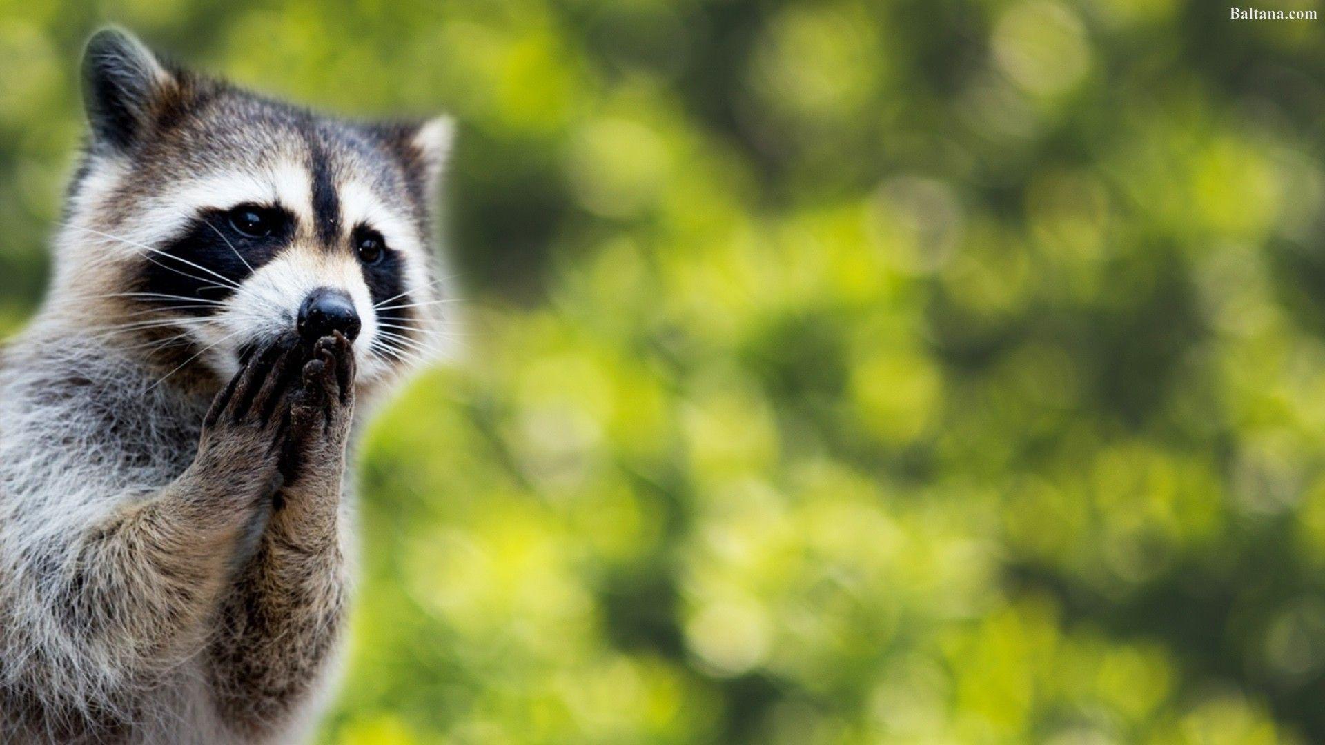 Raccoon Wallpapers Group