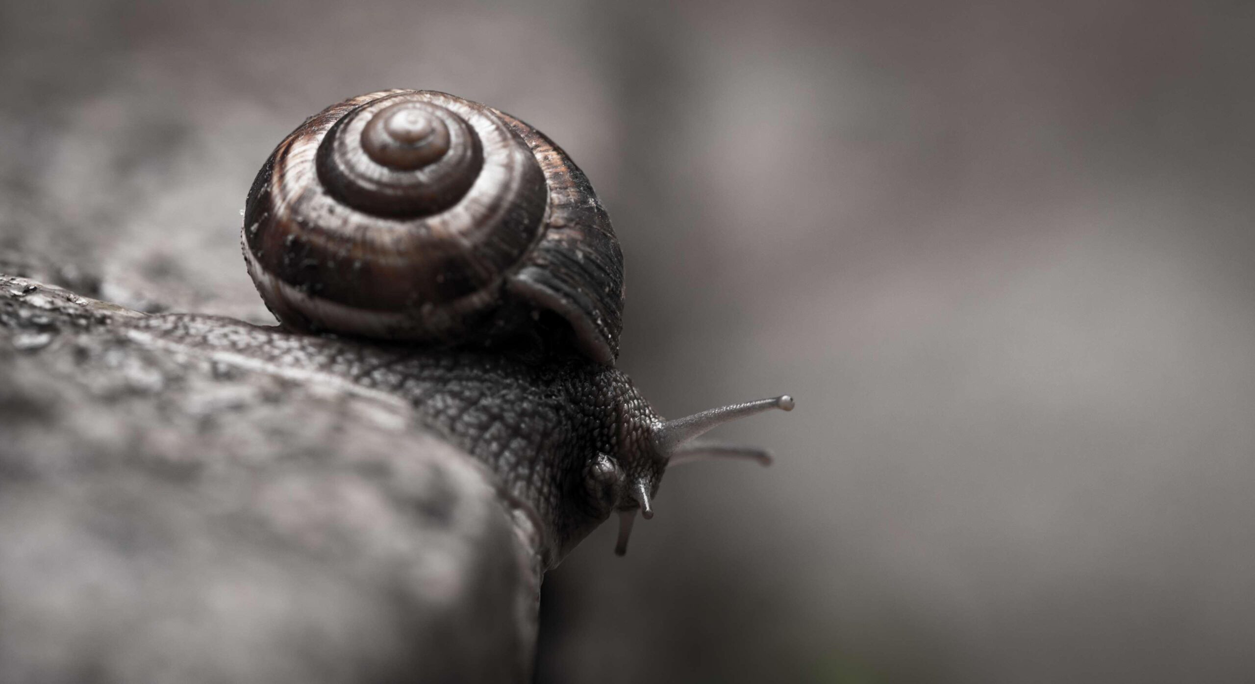 animal, gastropod, little, macro, shell, slime, slimy, slow