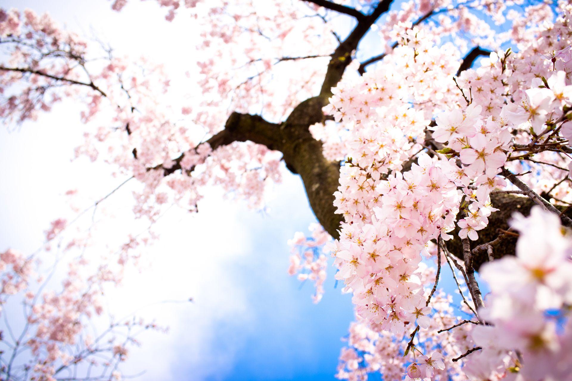 Cherry Blossom image Beautiful Cherry Blossom ♡ HD wallpapers and