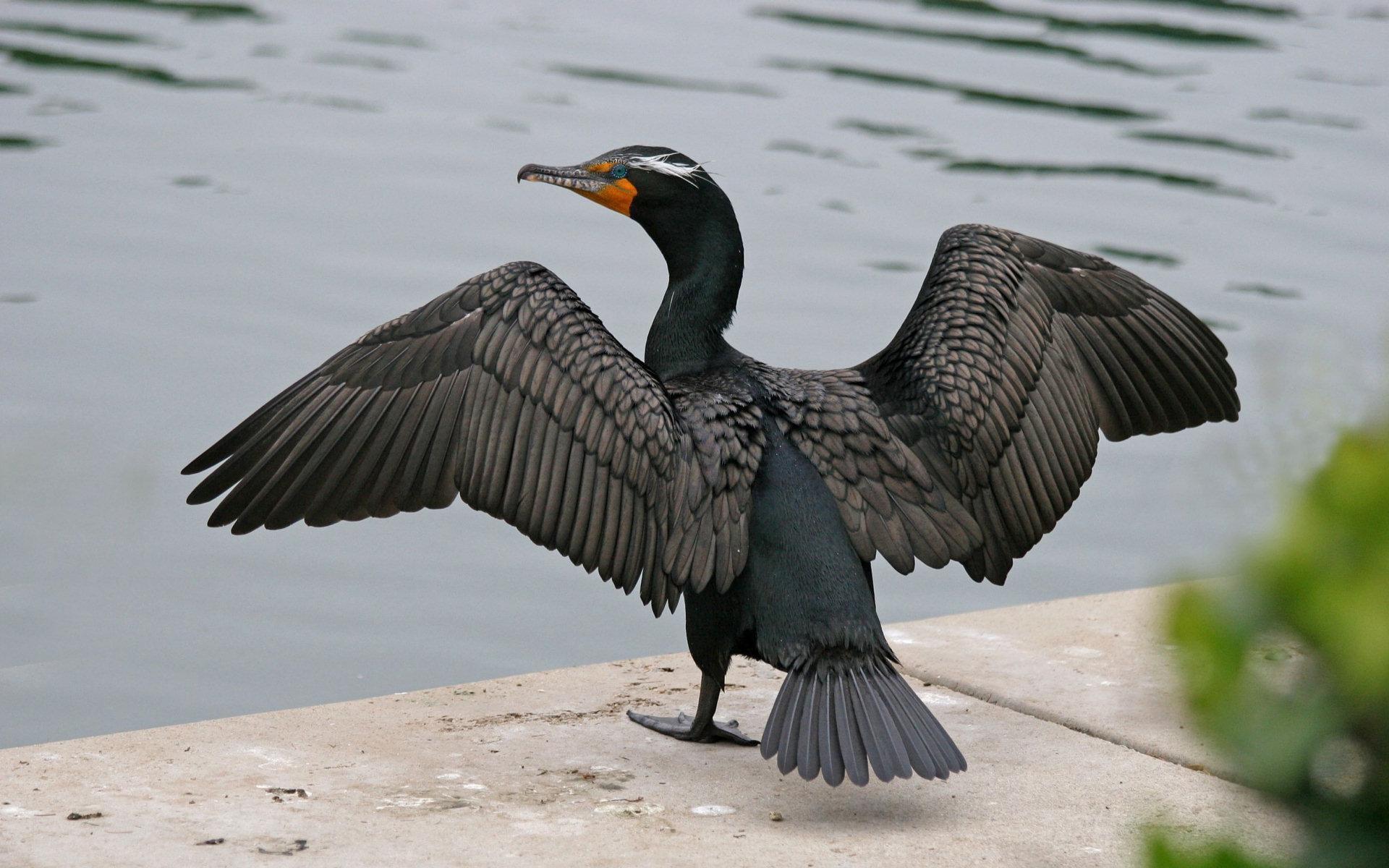 HD wallpaper: cormorant, bird, seevogel, water bird, animals