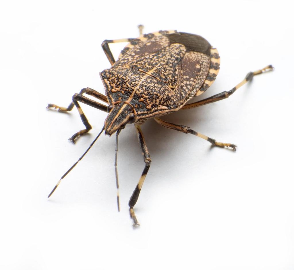 Stink Bug wallpapers, Animal, HQ Stink Bug pictures