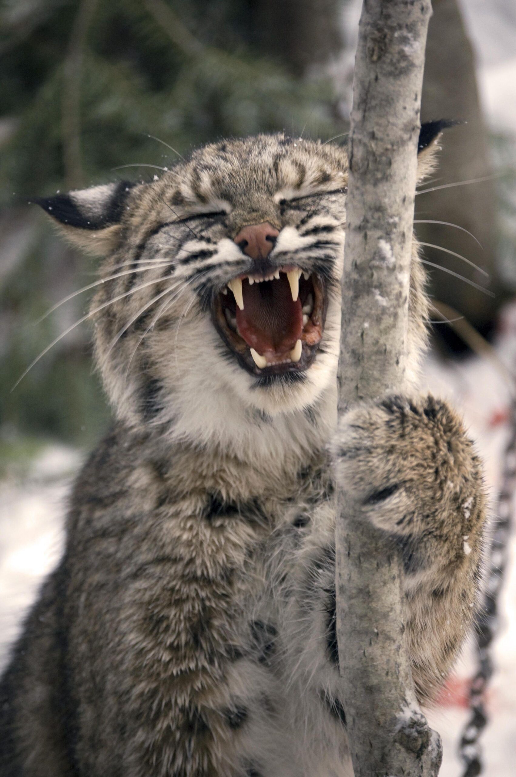 Bobcat Image