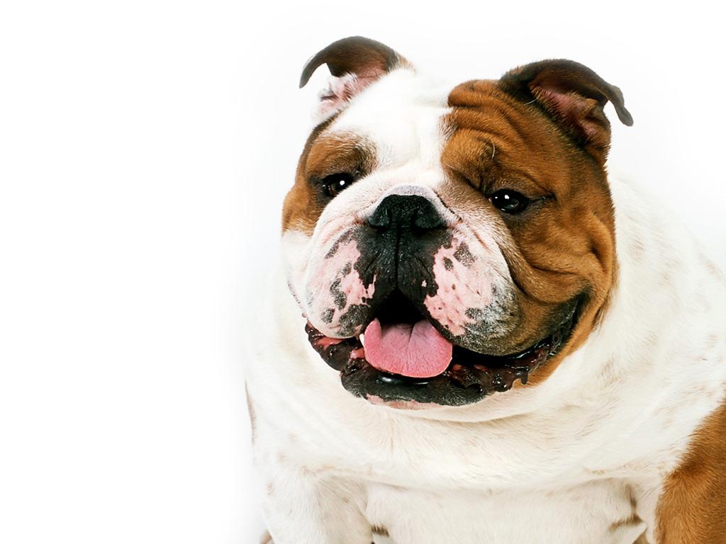 English Bulldog Wallpapers