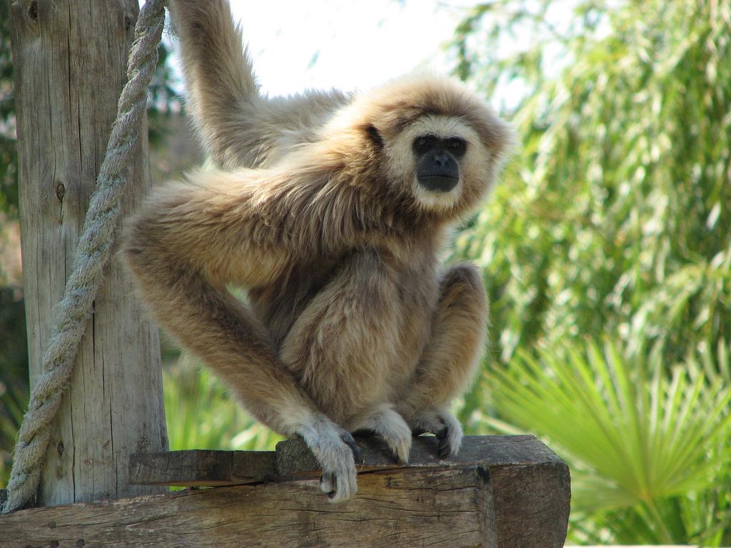 Gibbon wallpapers