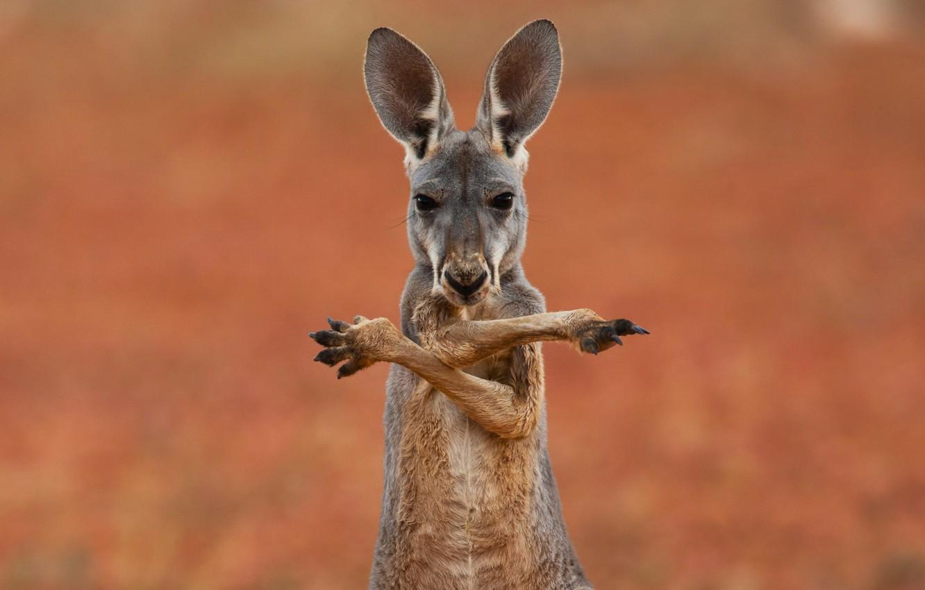 Wallpapers background, widescreen, Wallpaper, kangaroo