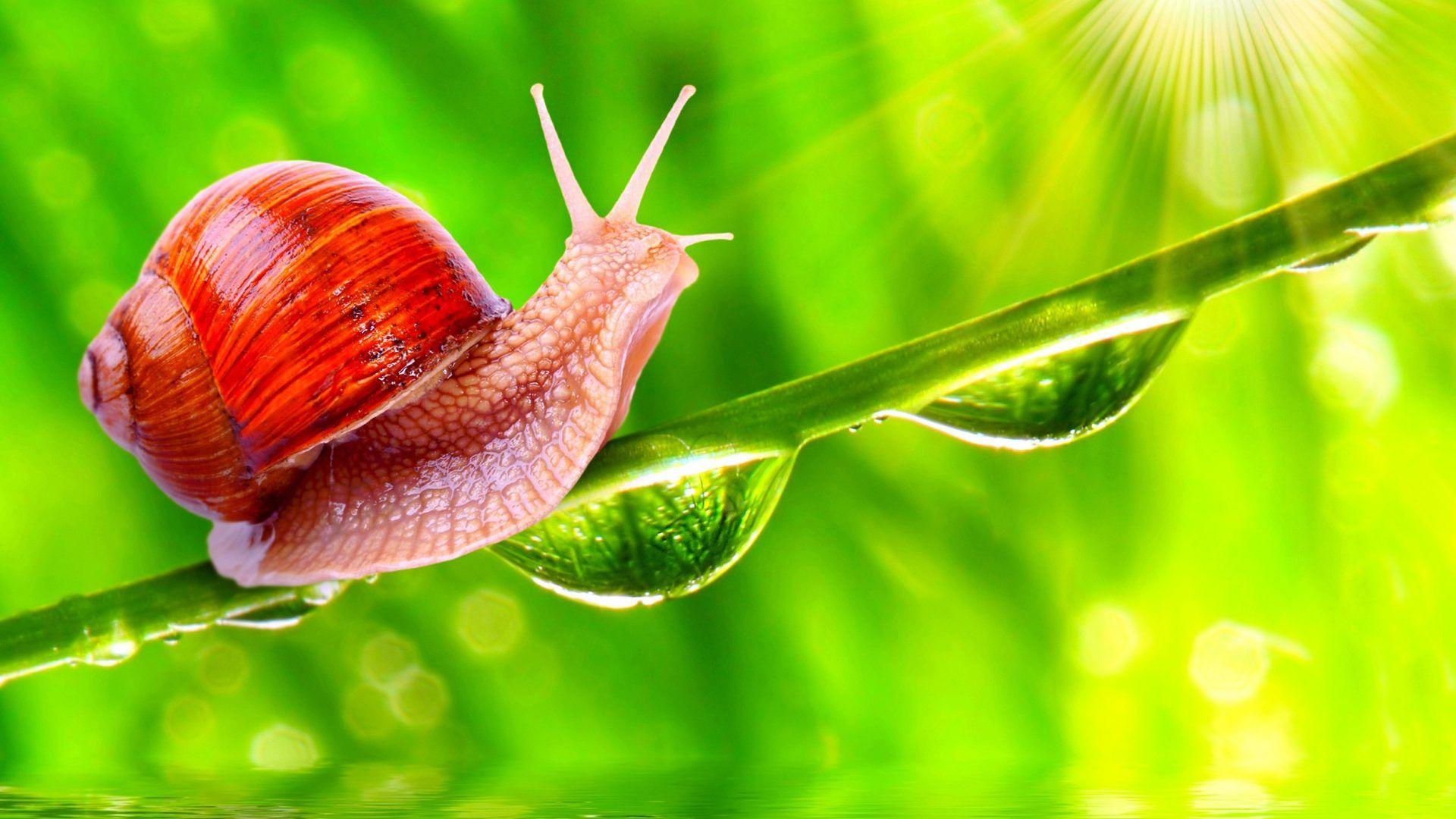 Snail Tag wallpapers: Snail Animals Seasons Birds Forests Creative