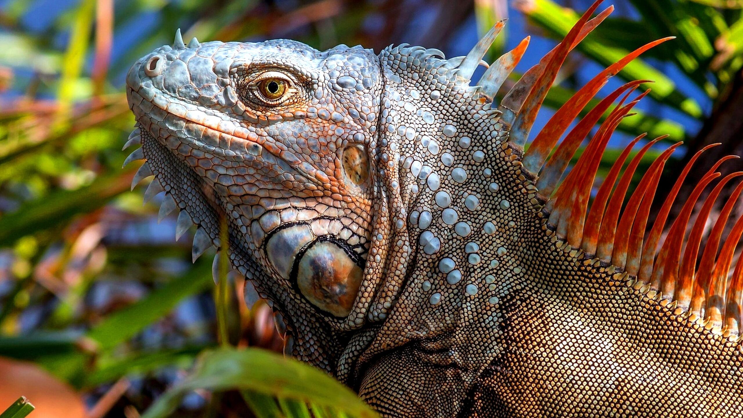 Iguana Lizard 4K UltraHD Wallpapers