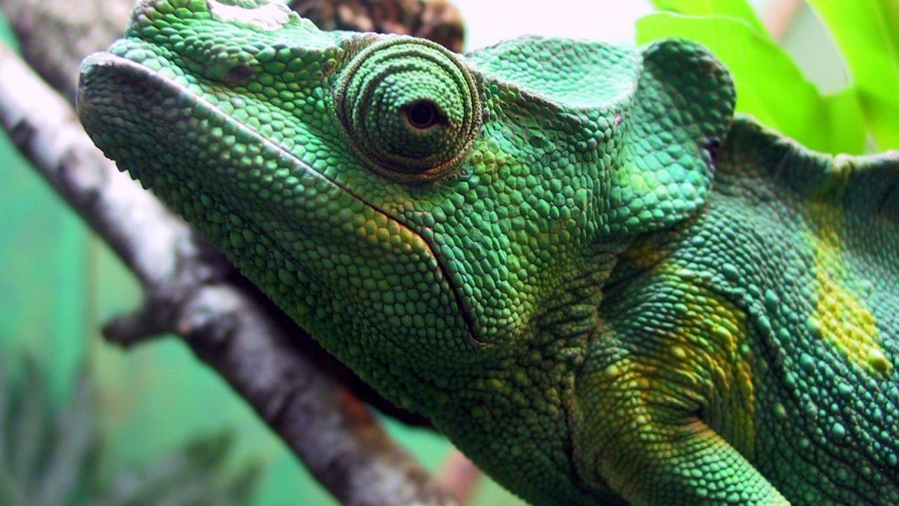 Iguana Wallpapers 23