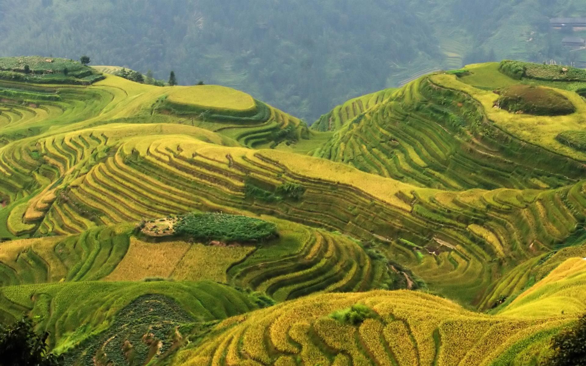 Rice Terrace Wallpapers and Backgrounds Image