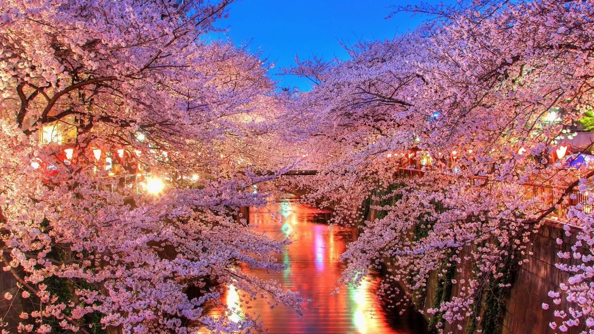 Cherry Blossoms in Tokyo : wallpapers