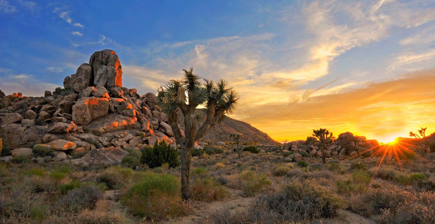 px Joshua Tree National Park