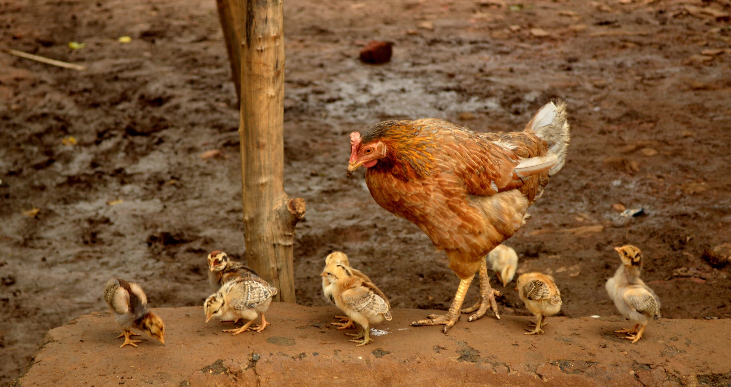 Hen with Baby Chicks Bird HD Wallpapers