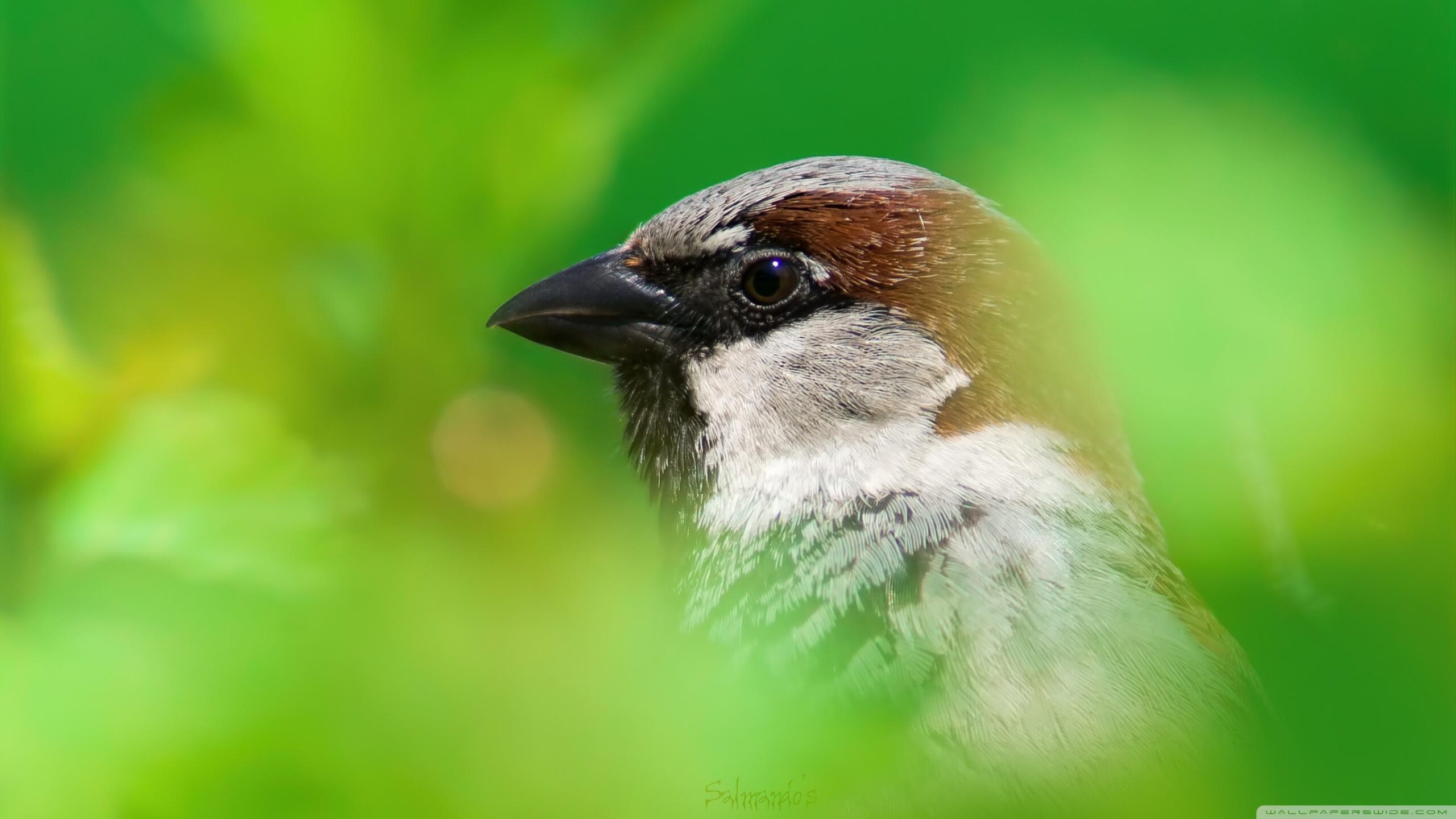 House Sparrow ❤ 4K HD Desktop Wallpapers for 4K Ultra HD TV • Wide