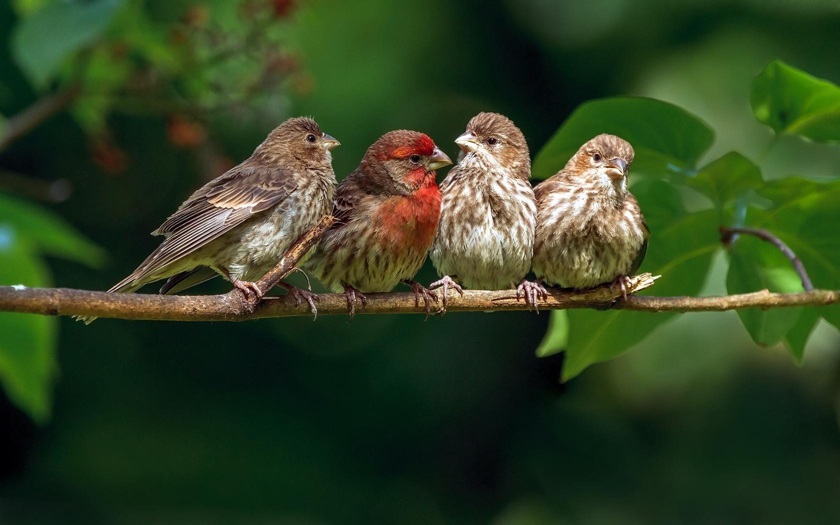 Sparrow wallpapers desktop backgrounds