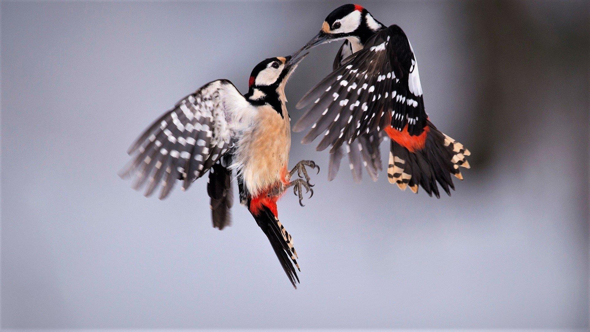 Great Spotted Woodpeckers HD Wallpapers