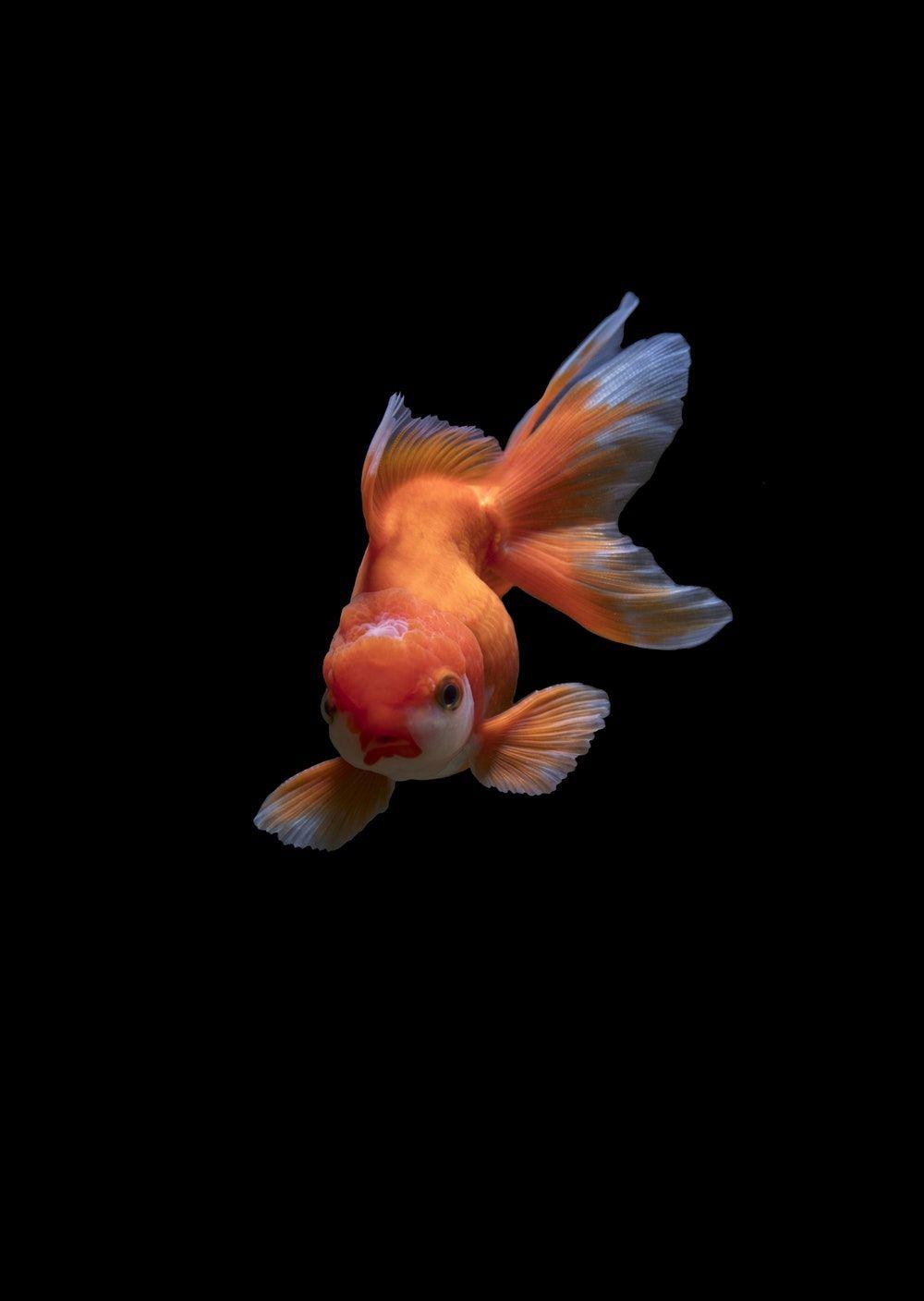 500+ Goldfish Pictures