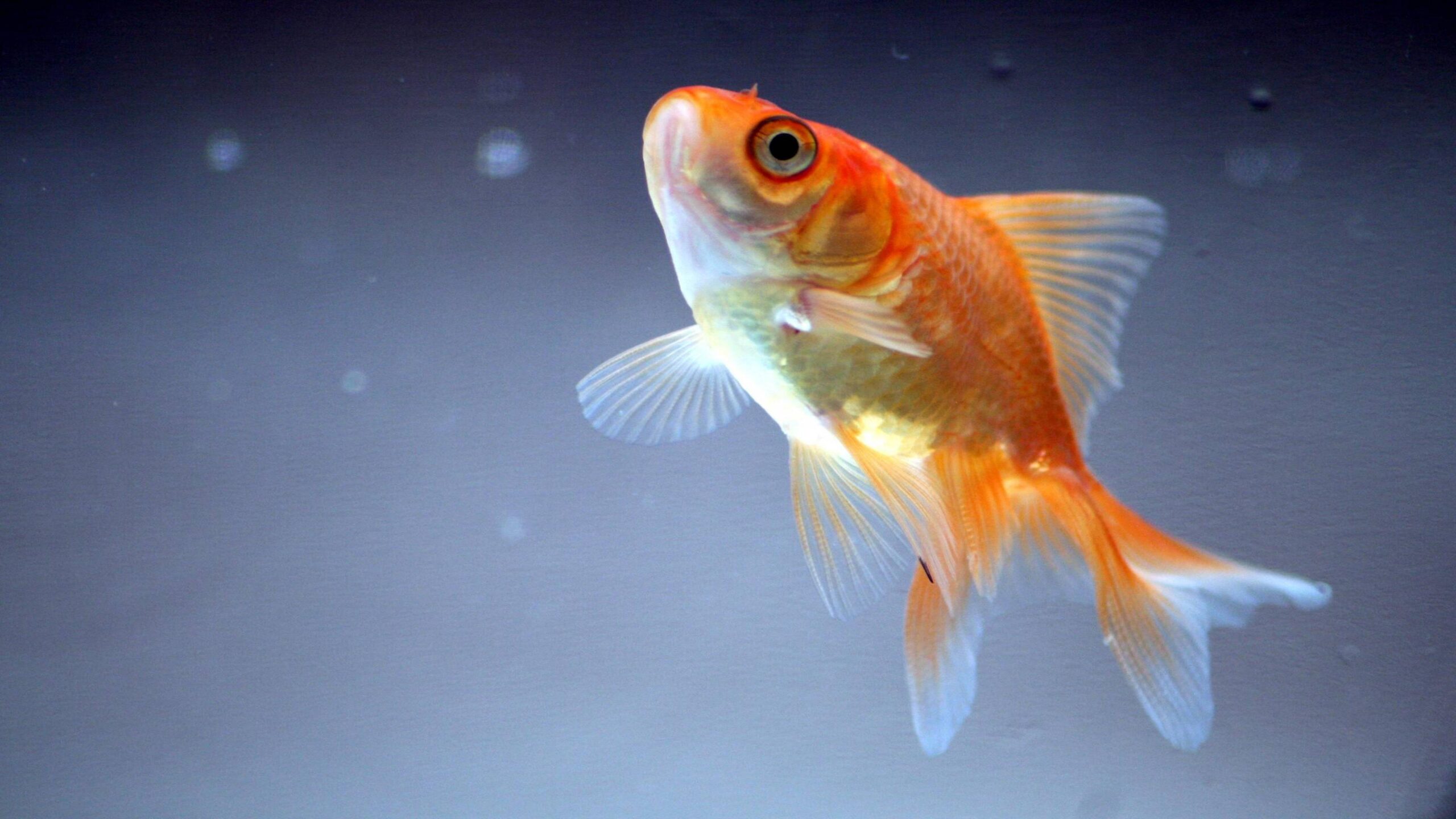 Ultra HD Goldfish Wallpapers