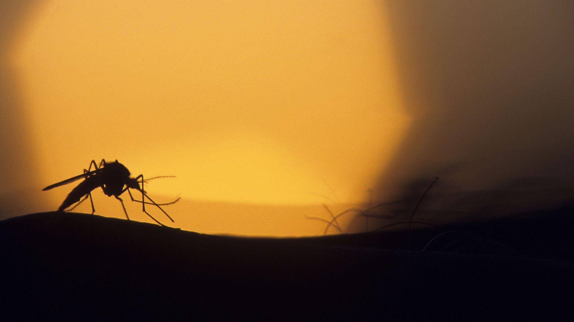 http://www.listofimage/wallpapers/2014/03/Mosquito