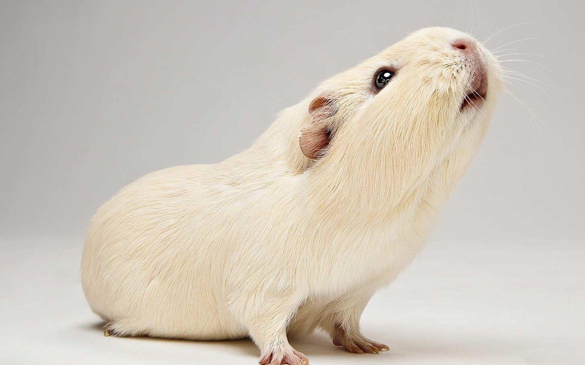 Christmas Guinea Pig Wallpapers