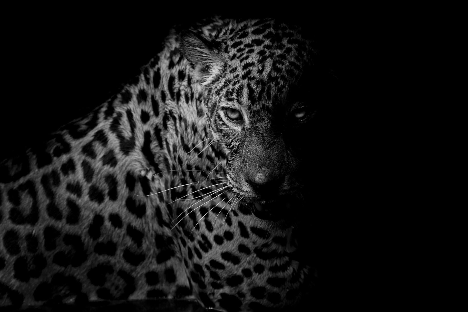 77+ Black Leopard Wallpapers