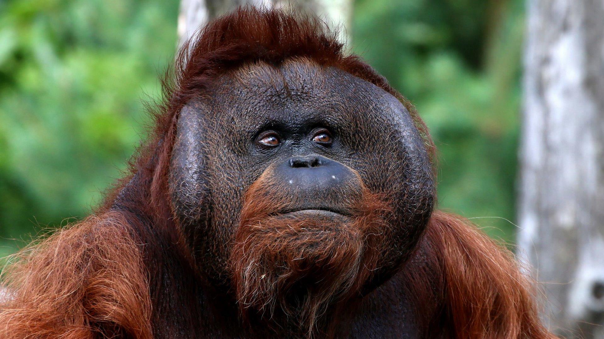 Bornean Orangutan HD Wallpapers