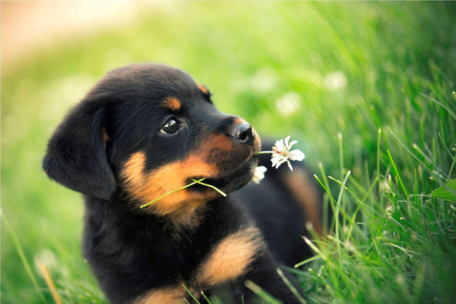 Rottweiler Dogs HD Wallpapers