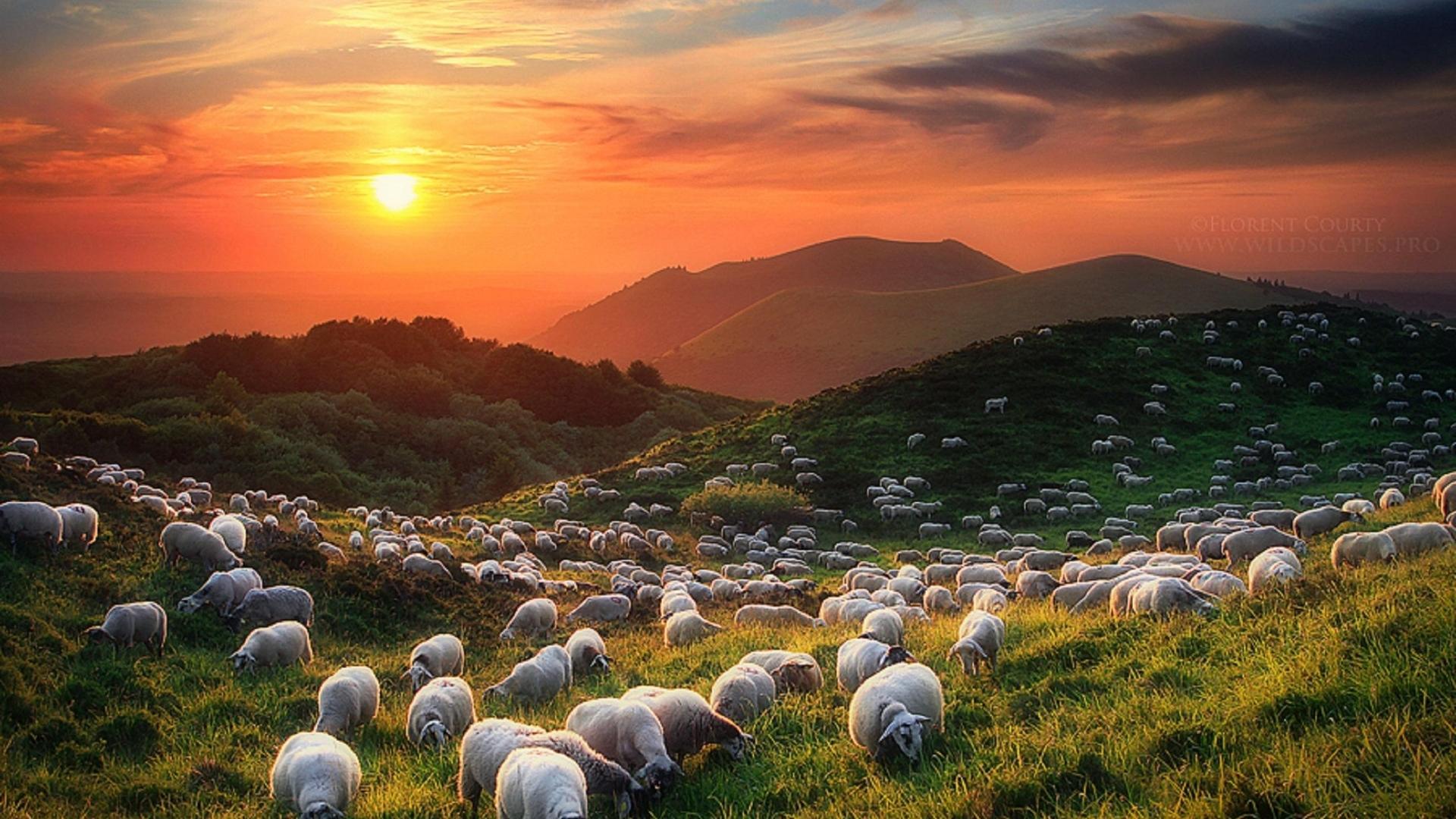 Sheep Wallpapers 9