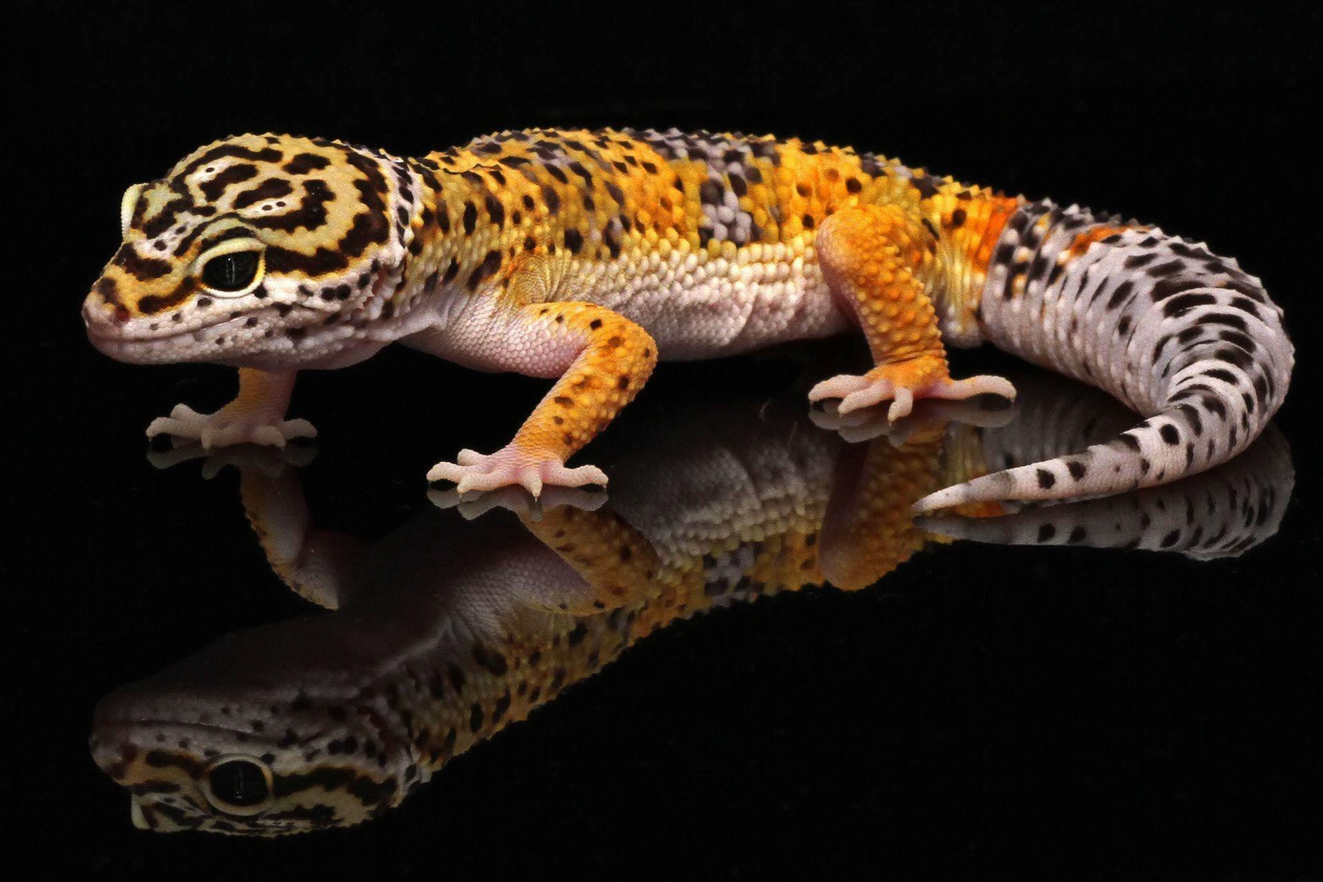 Leopard Lizard Free HD Wallpapers Image Backgrounds