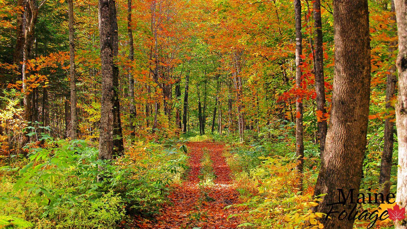 MaineFoliage: Photo Gallery: Foliage Wallpapers