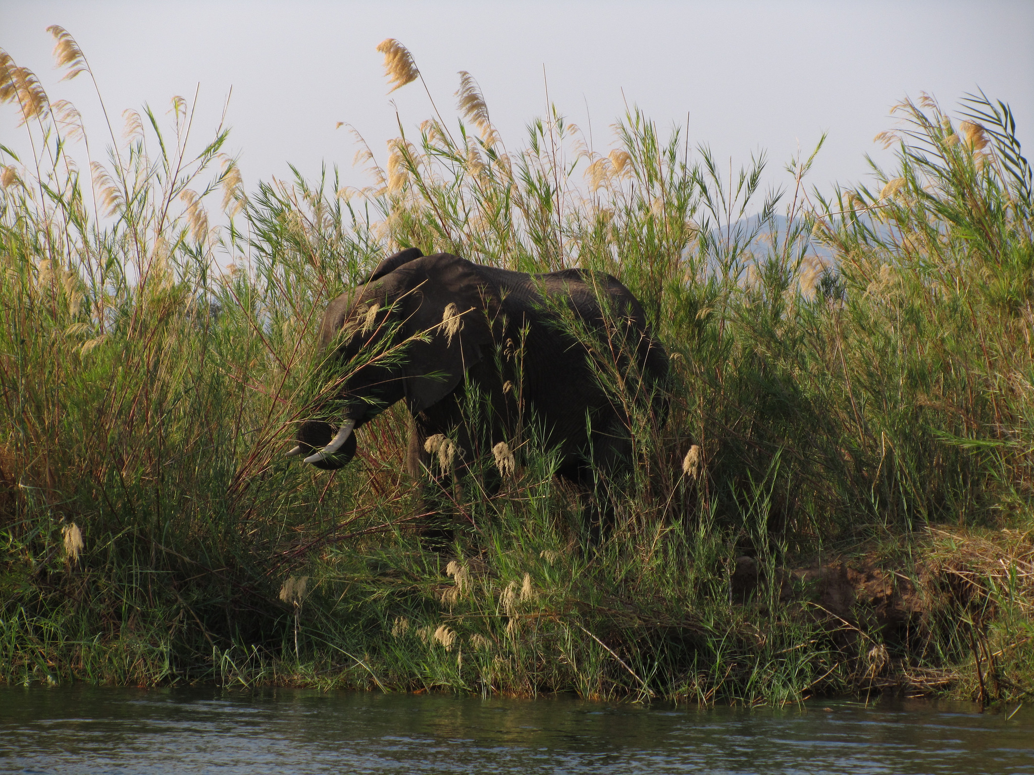 Zambia, Lower Zambezi National Park