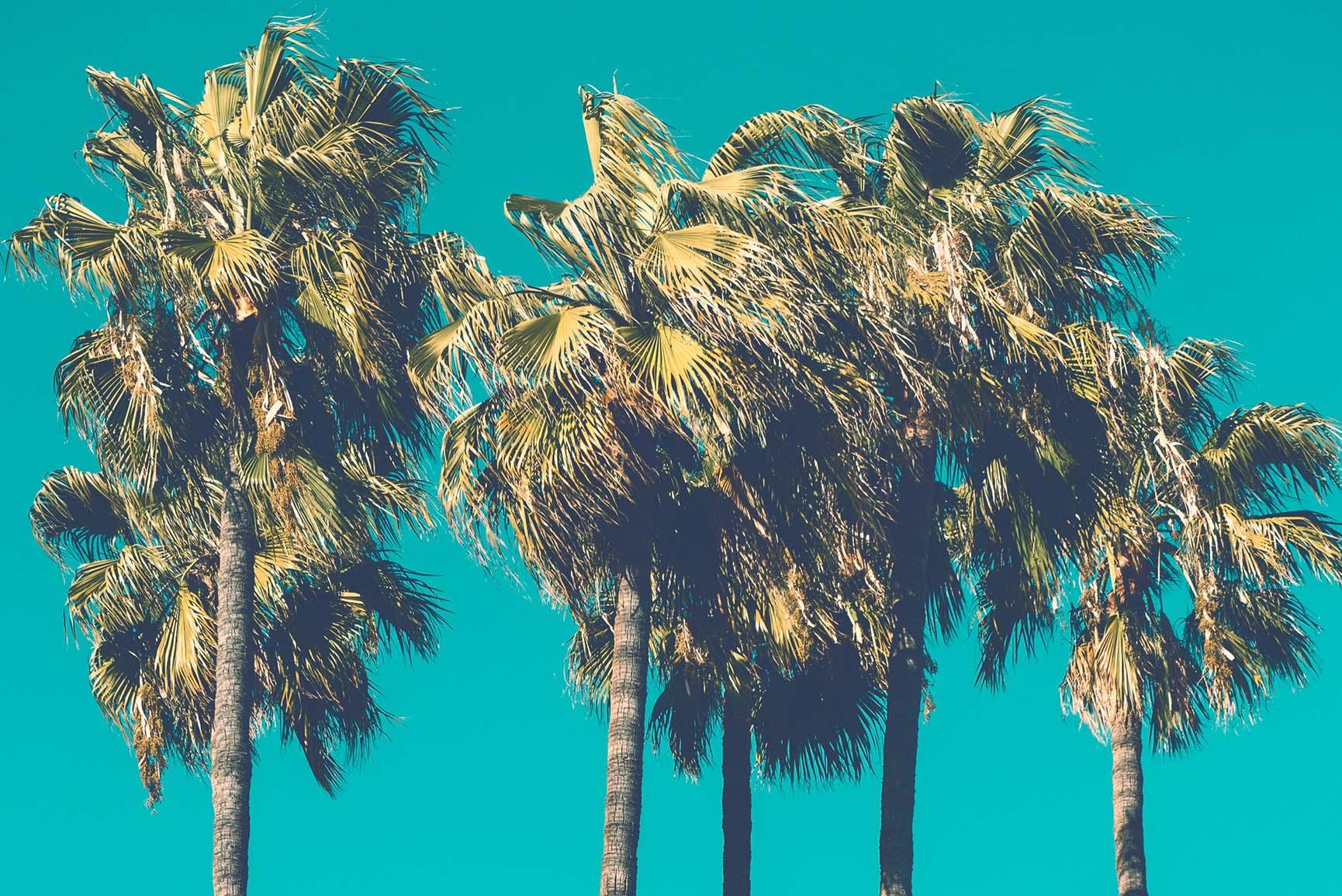 Let’s go Coconuts! Enjoy 10 Tropical iPhone Wallpapers!