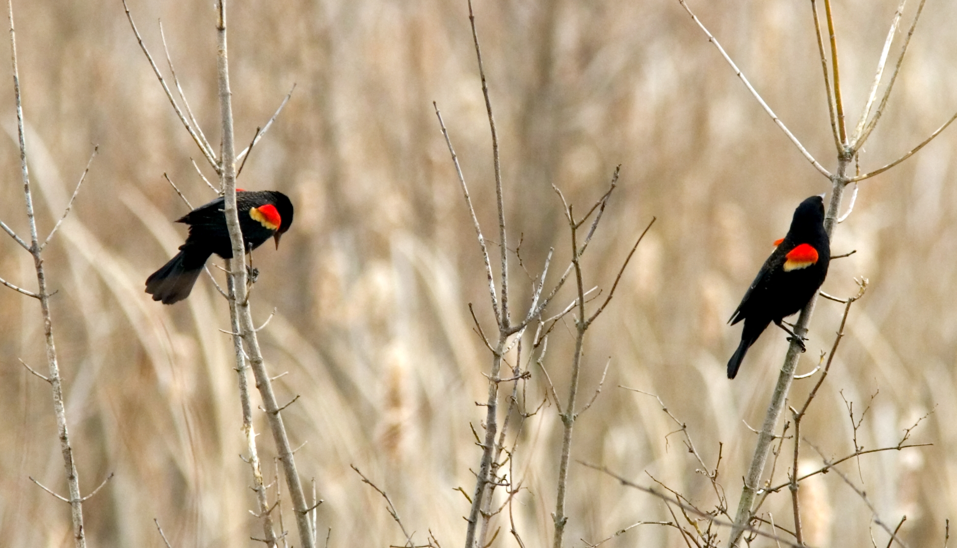 Ohio Bird Photo Collection: Red Winged Male Blackbirds