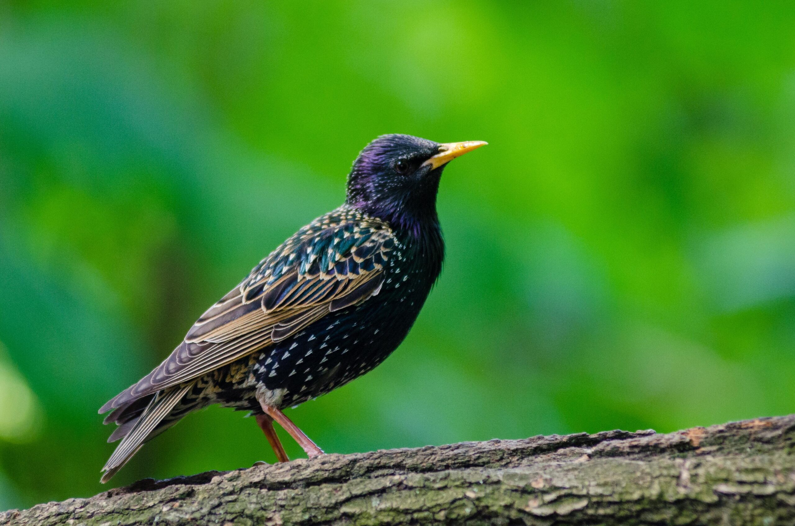 Starling HD Wallpapers