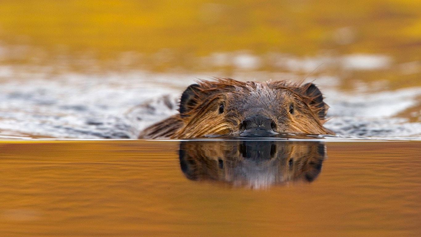 Beaver HD Wallpapers