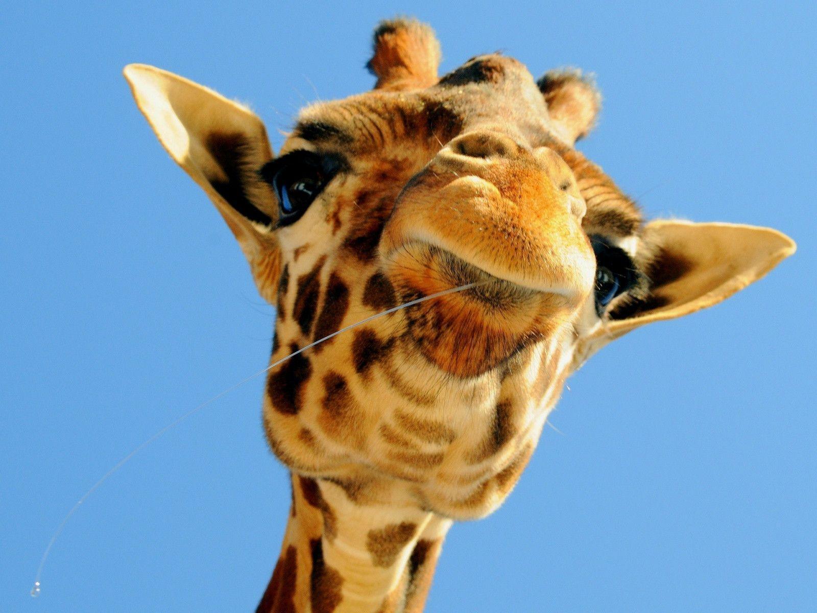 Pix For > Giraffe Cute Wallpapers