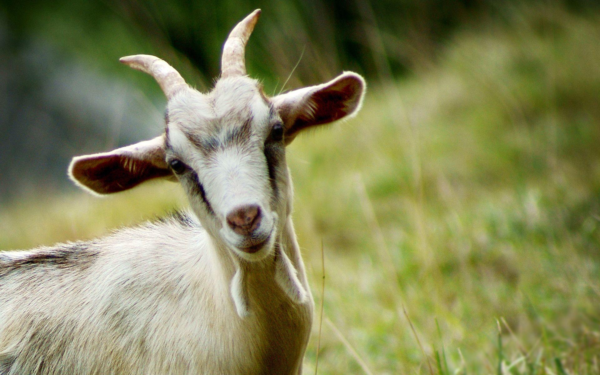 Goats Hd Wallpapers