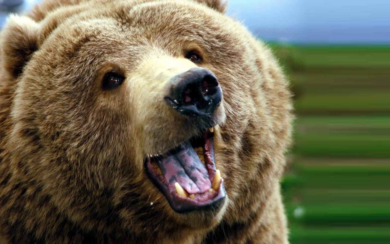 Download Grizzly Bears High Definition Wallpapers