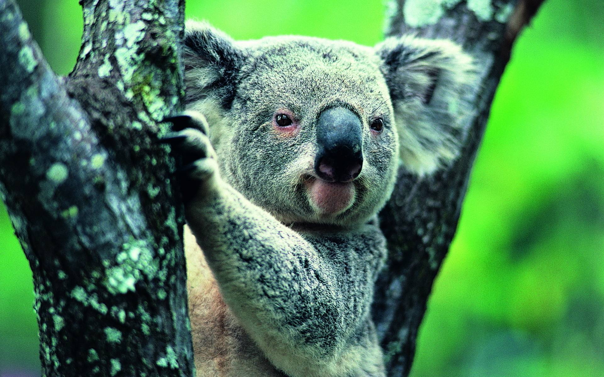 Fonds d&Koala : tous les wallpapers Koala