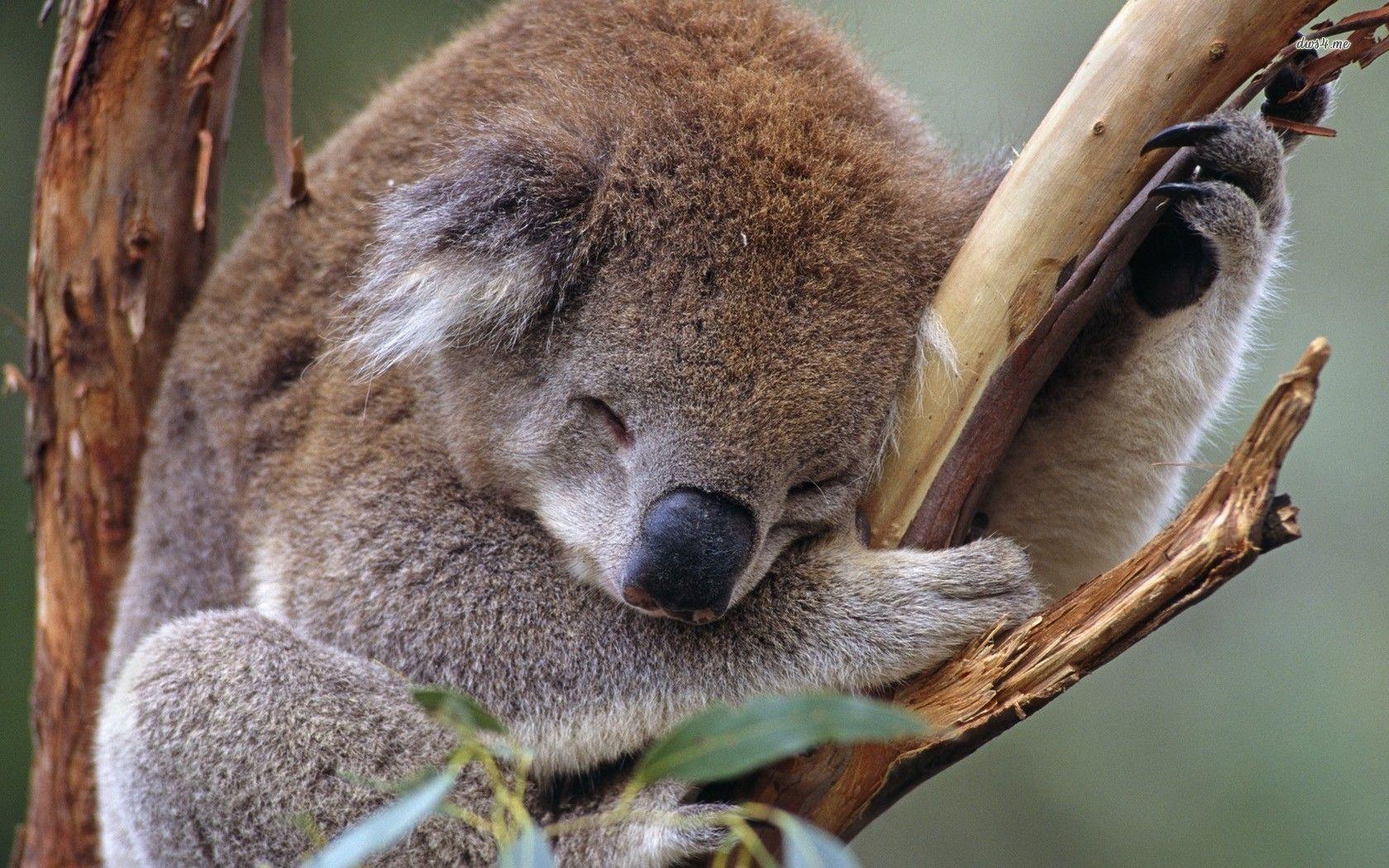 Sleeping koala wallpapers