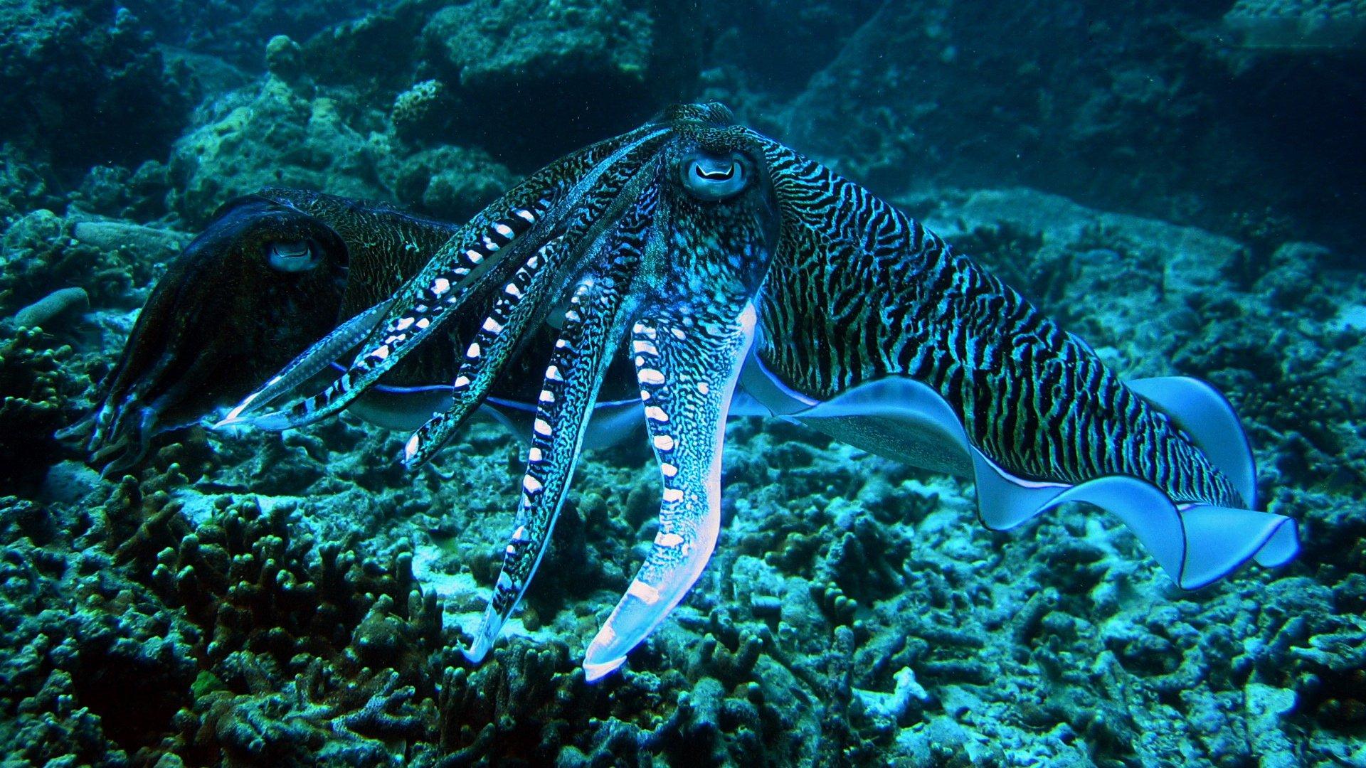 9 Cuttlefish HD Wallpapers