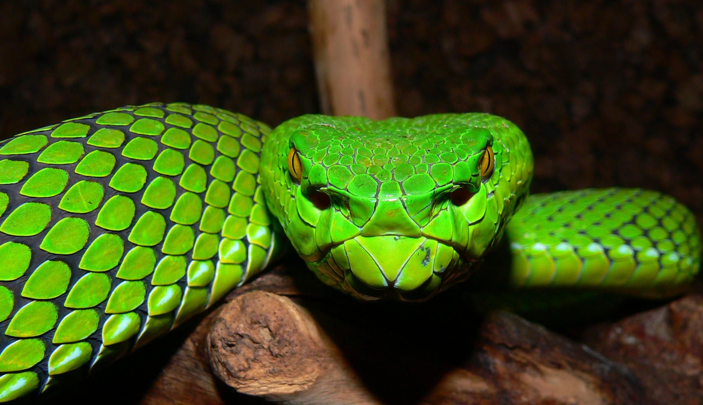 Pit Viper