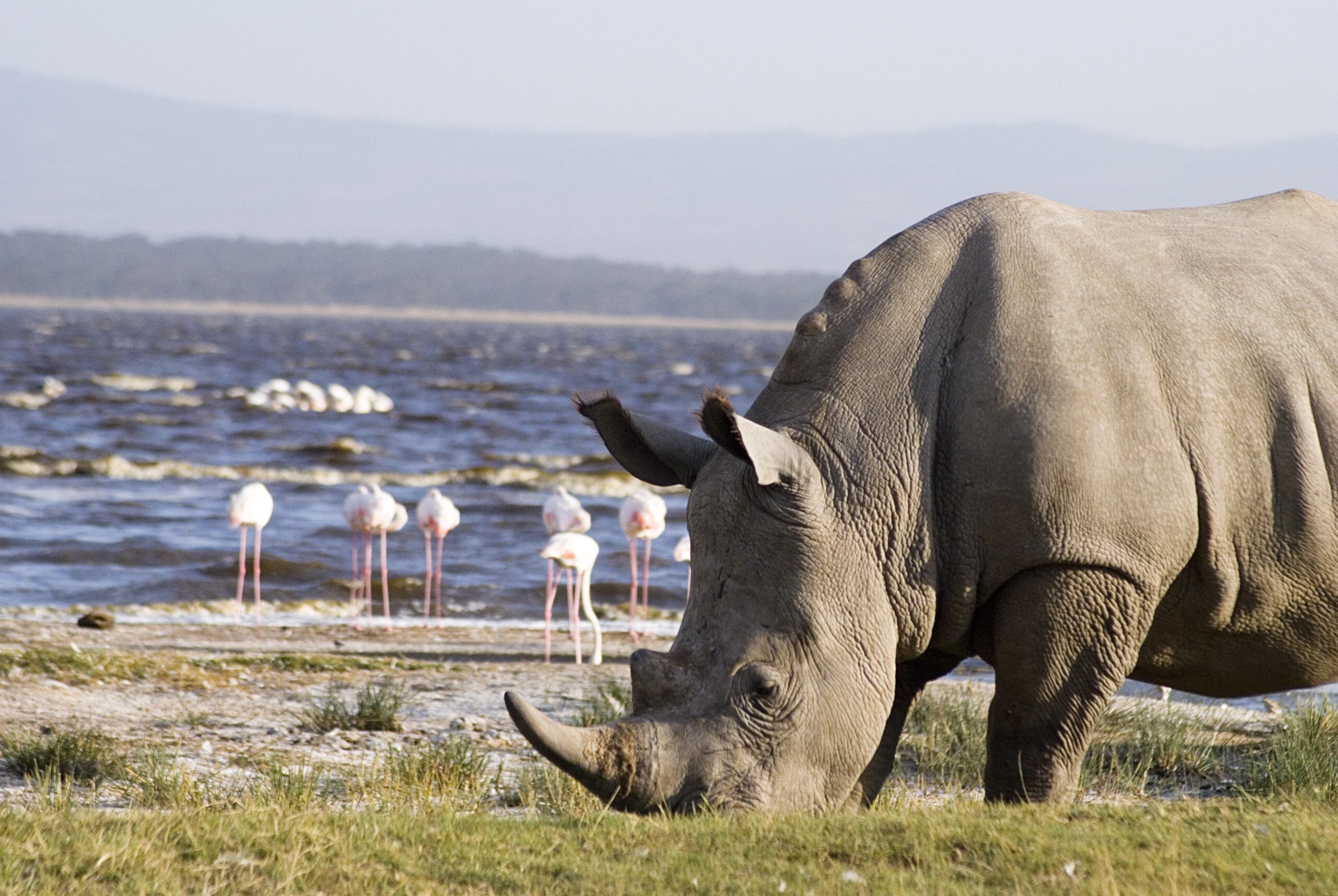 Exciting Lake Naivasha/ Lake Nakuru Day Trip