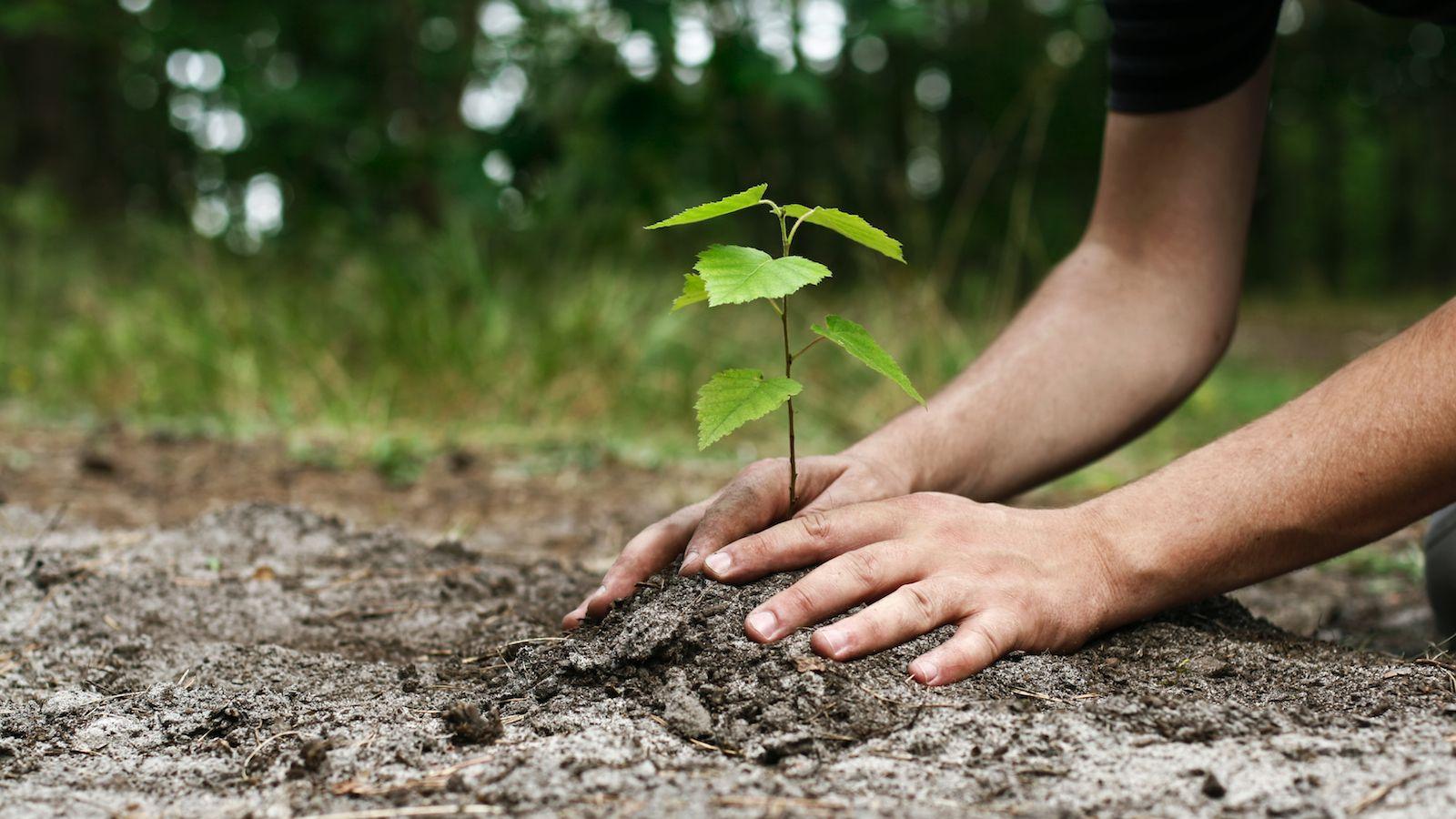 Tu Bishvat 2019