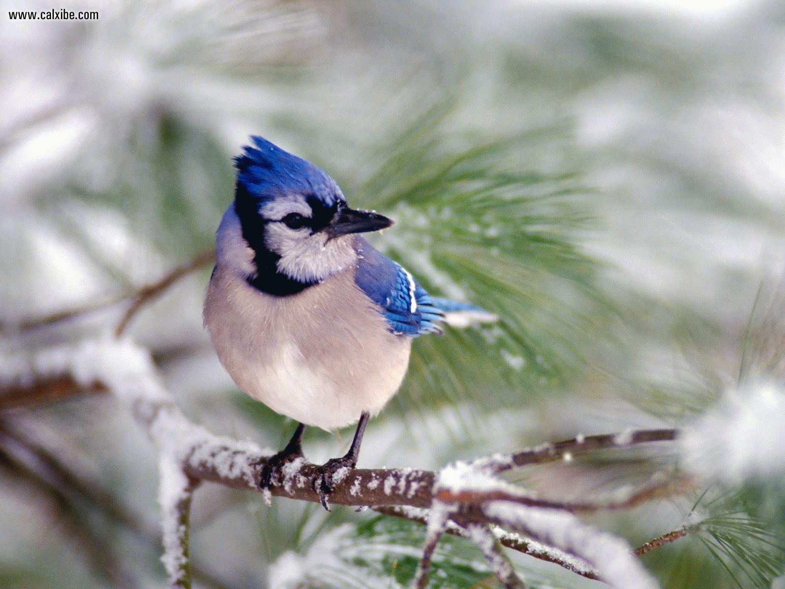 Wallpapers Collections: blue jay backgrounds