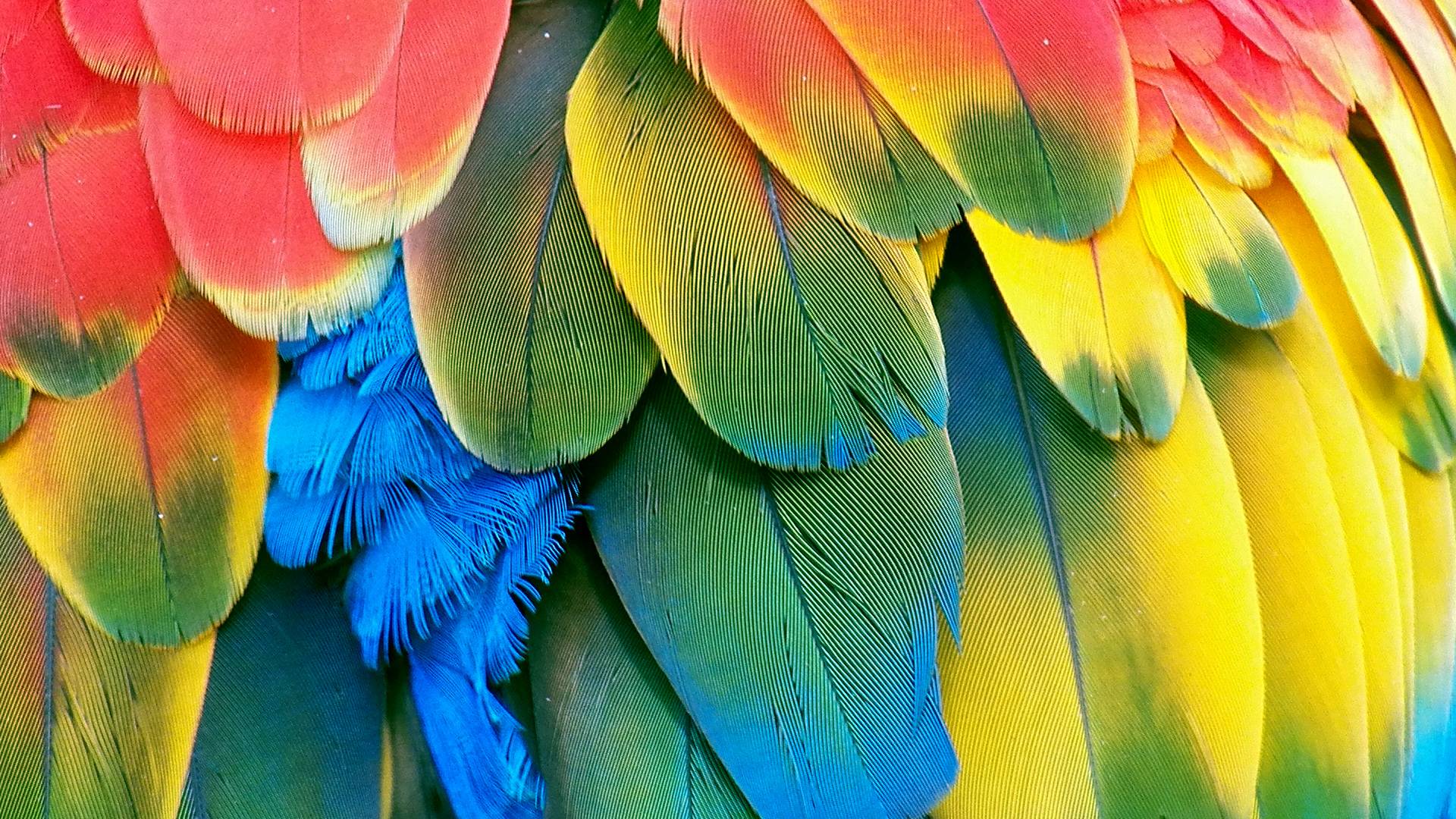 Parrot Wallpapers