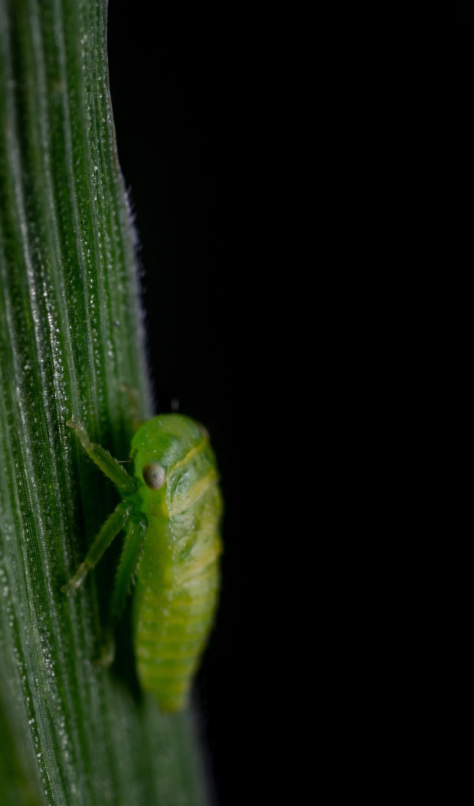 Free stock photo of insect, leafhopper, macro