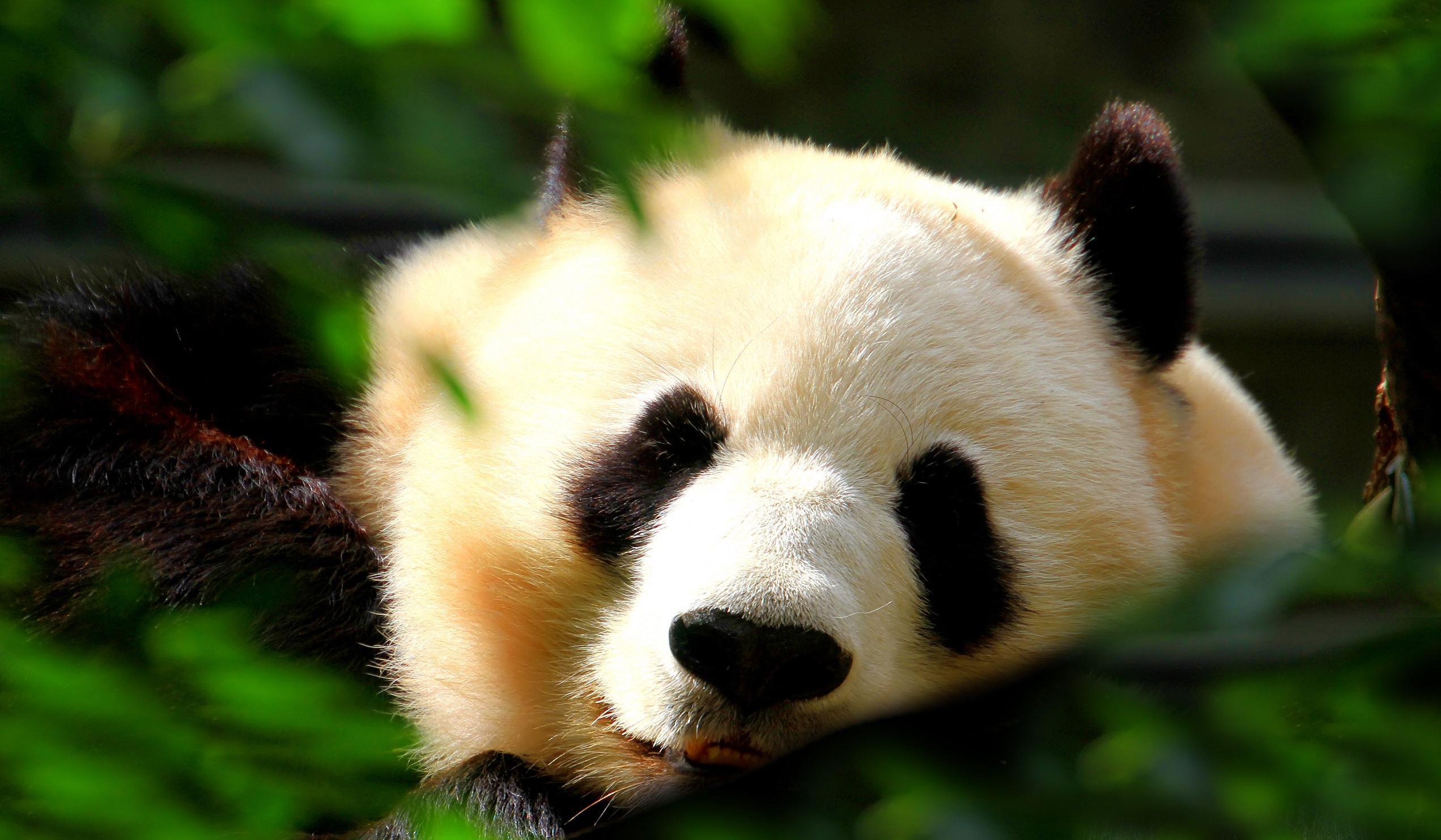 Giant Panda Wallpapers, Pictures, Image