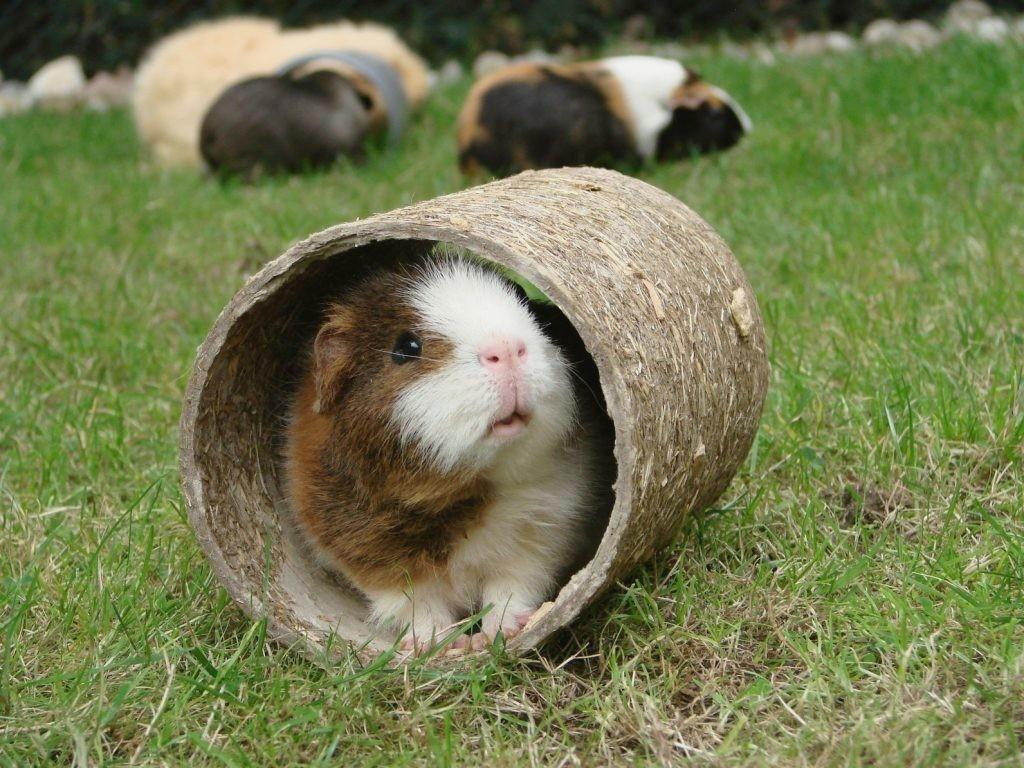 Guinea Pig Wallpapers HD Download 1280×1024 Pictures Of Guinea