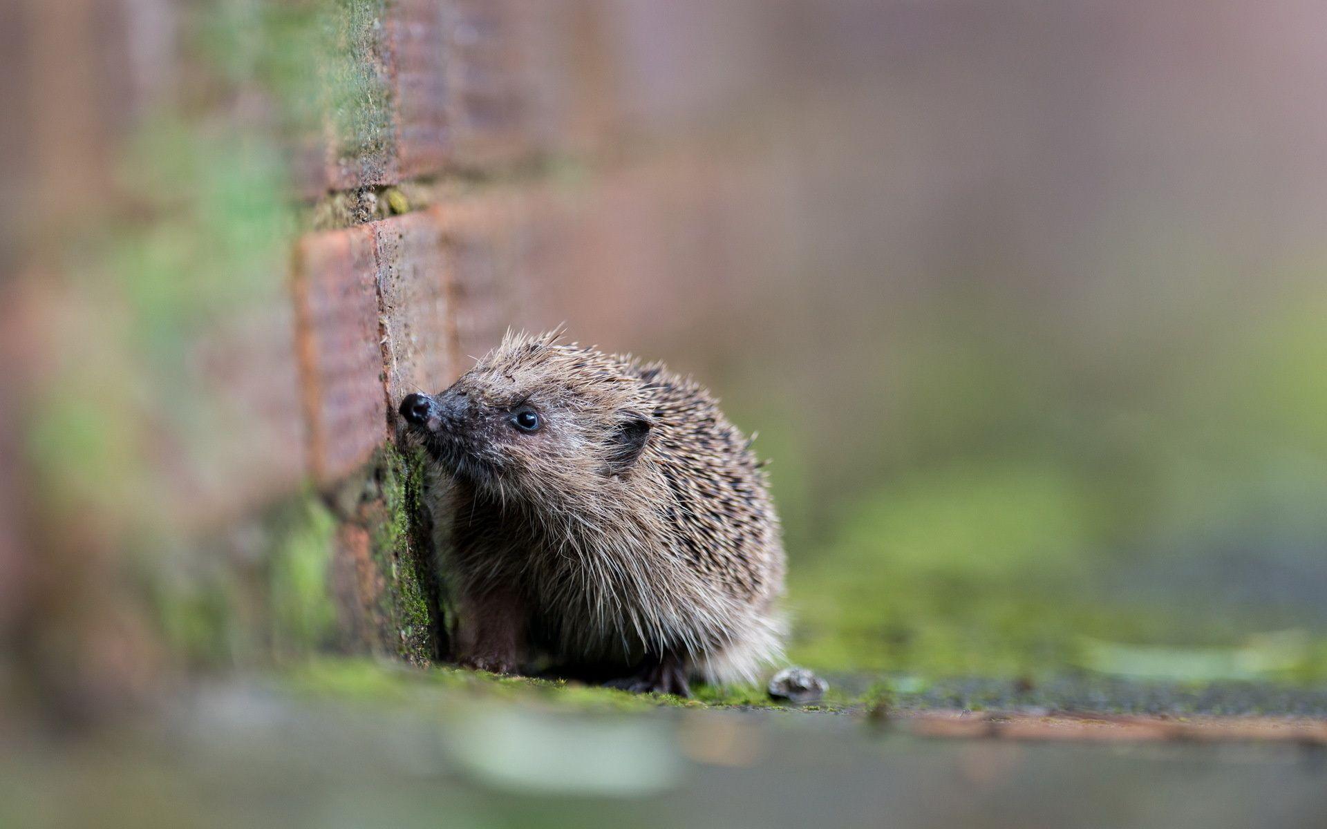 This Hedgehogs Desktop Wallpapers